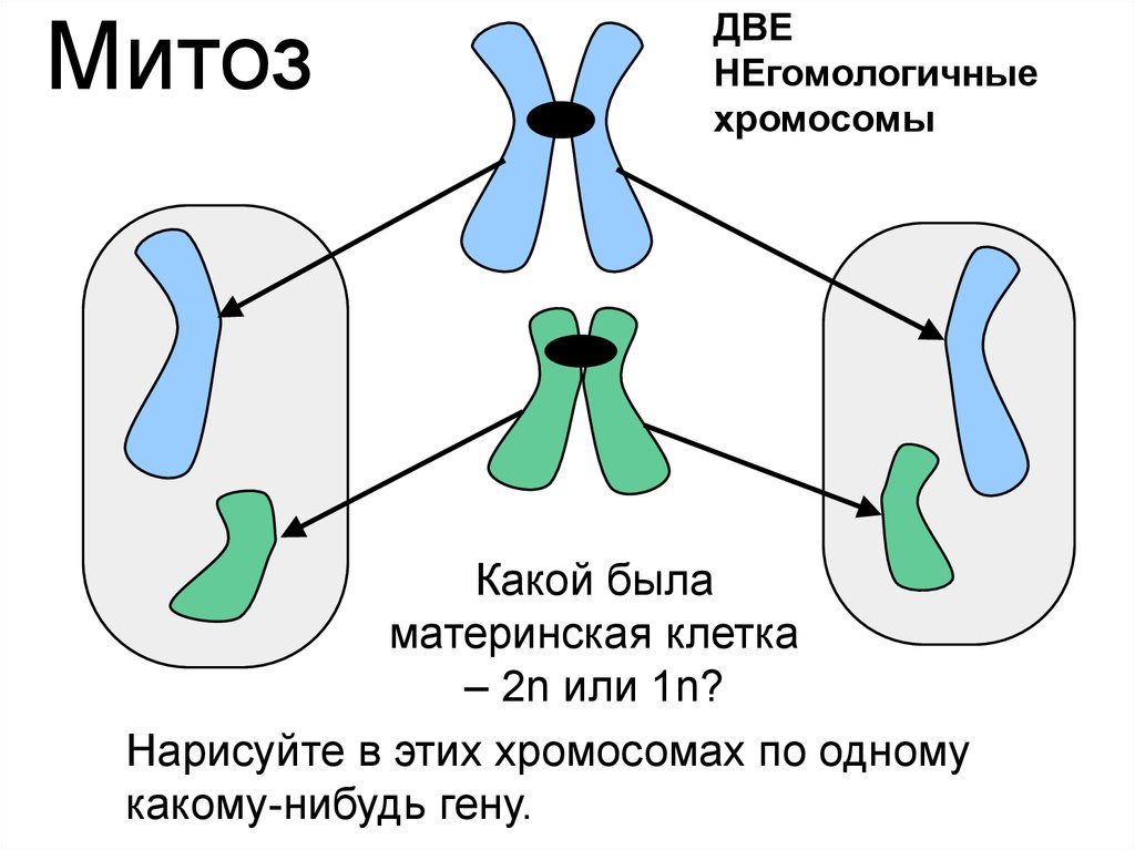 Местоположение гена в хромосоме. Негомологичные хромосомы. Гомологичные и негомологичные хромосомы. Гомологичные и негомологичные хромосомы рисунок. Негомологичные хромосомы это в биологии.