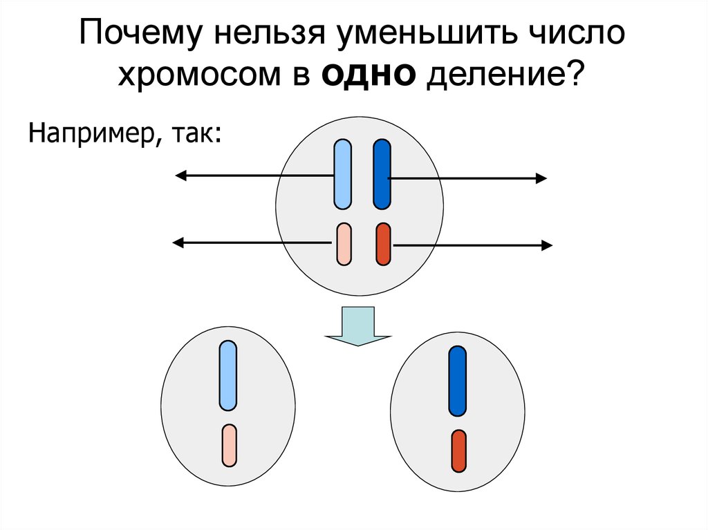 Редукция числа хромосом происходит во время. Уменьшение числа хромосом. Уменьшение числа хромосом на одну. Одинарный и двойной набор хромосом. Уменьшение числа хромосом на одну 9.