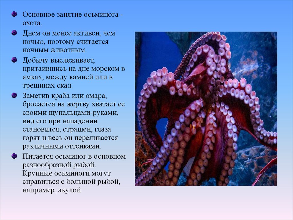 Самые интересные темы. Факты о осьминогах. Интересные сведения об осьминоге. Интересные факты об ось. Осьминог интересные факты.