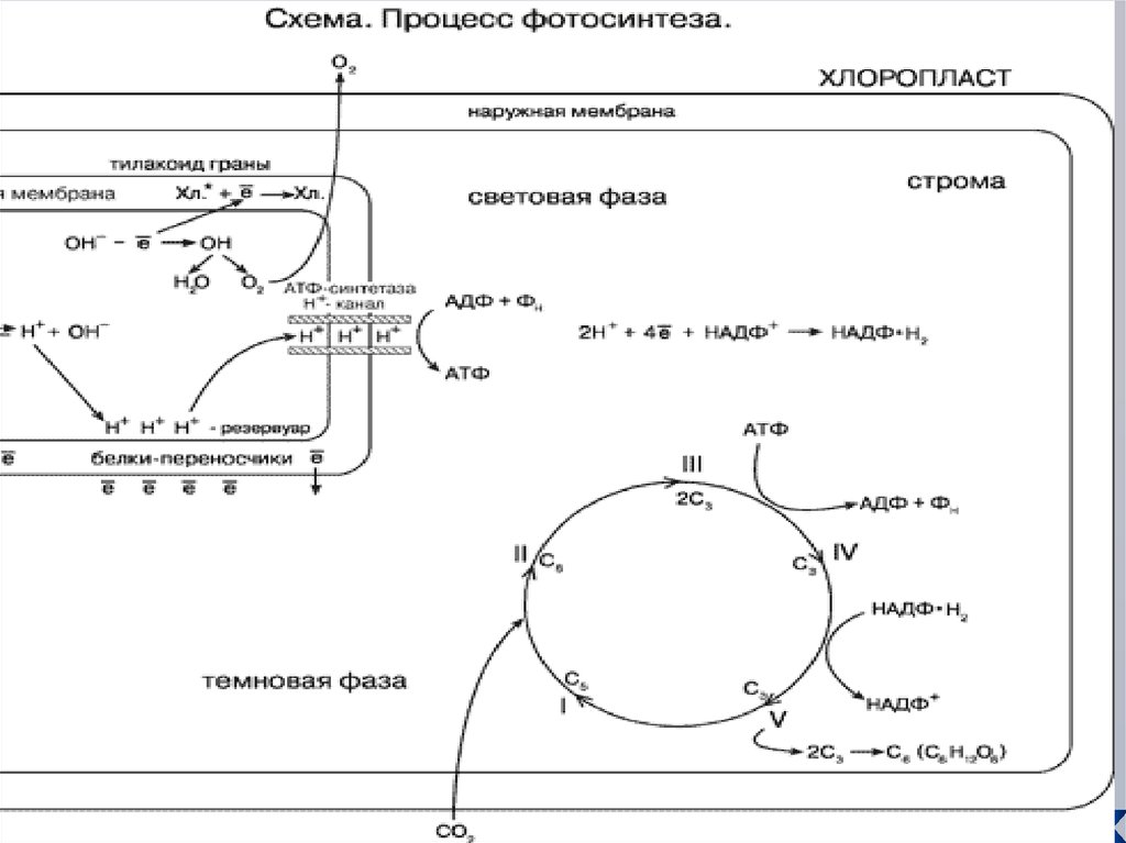 Принципиальная схема мку 2п