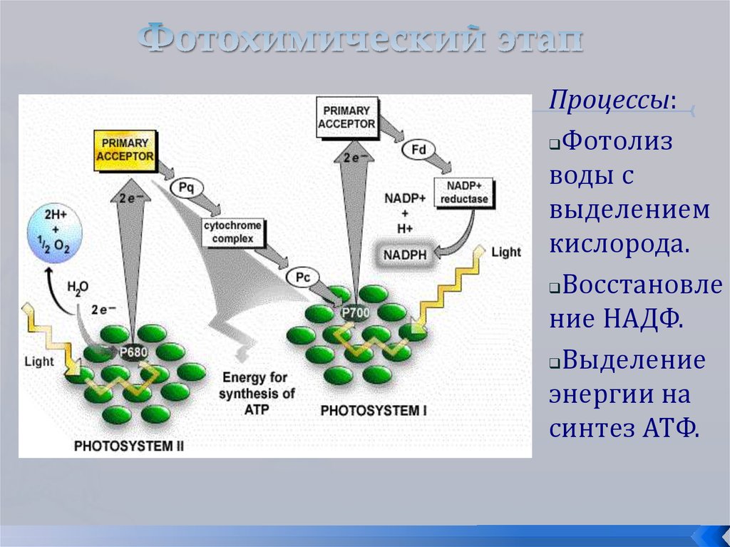 Фотолиз происходит в. Пфеффер фотосинтез. Фотохимическая фаза фотосинтеза. Фотолиз воды схема реакций. Фотолиз воды процесс.