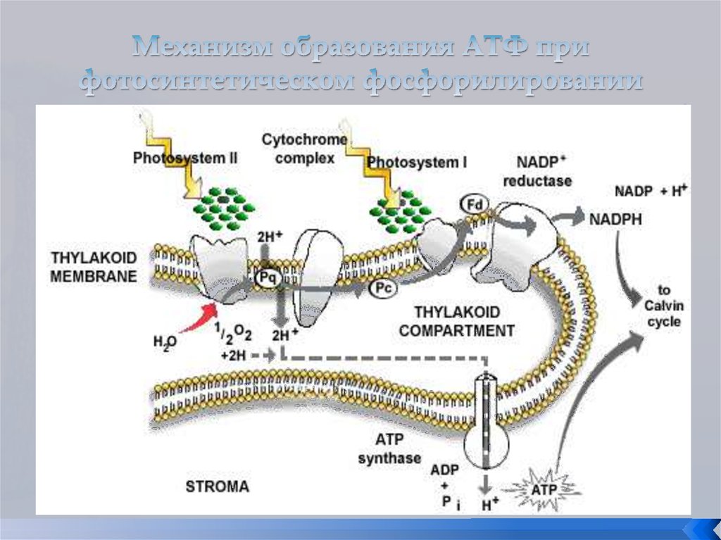 Фотосинтез образование атф. Фотосинтетическое фосфорилирование схема. Окислительное фотофосфорилирование. Механизм образования АТФ. Схема циклического фосфорилирования.