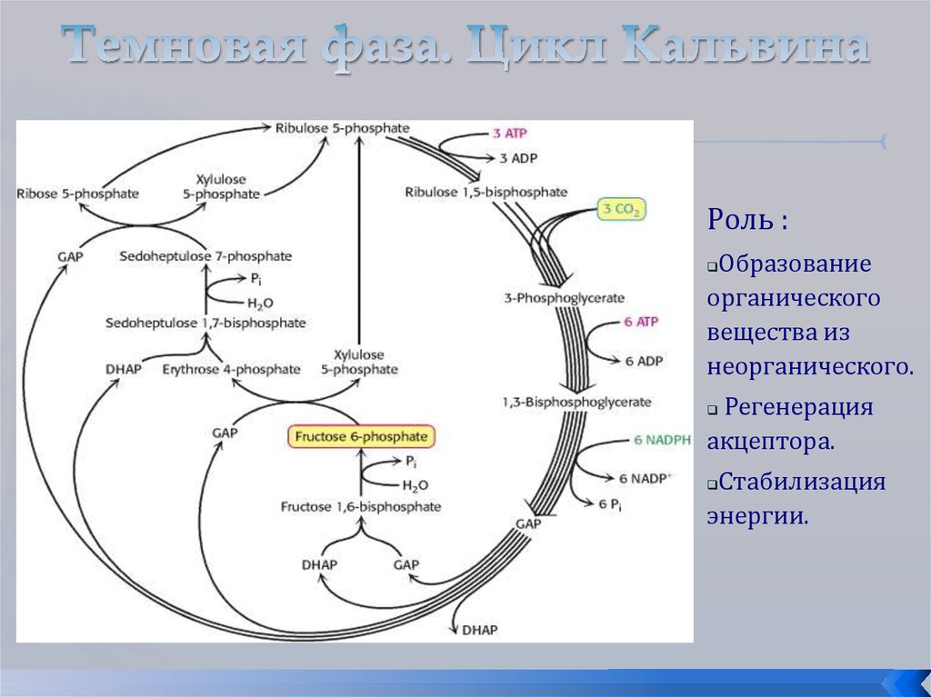 Фотосинтез биохимия презентация