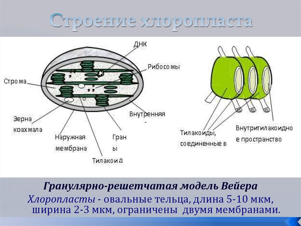 Рисунок хлоропласта с подписями