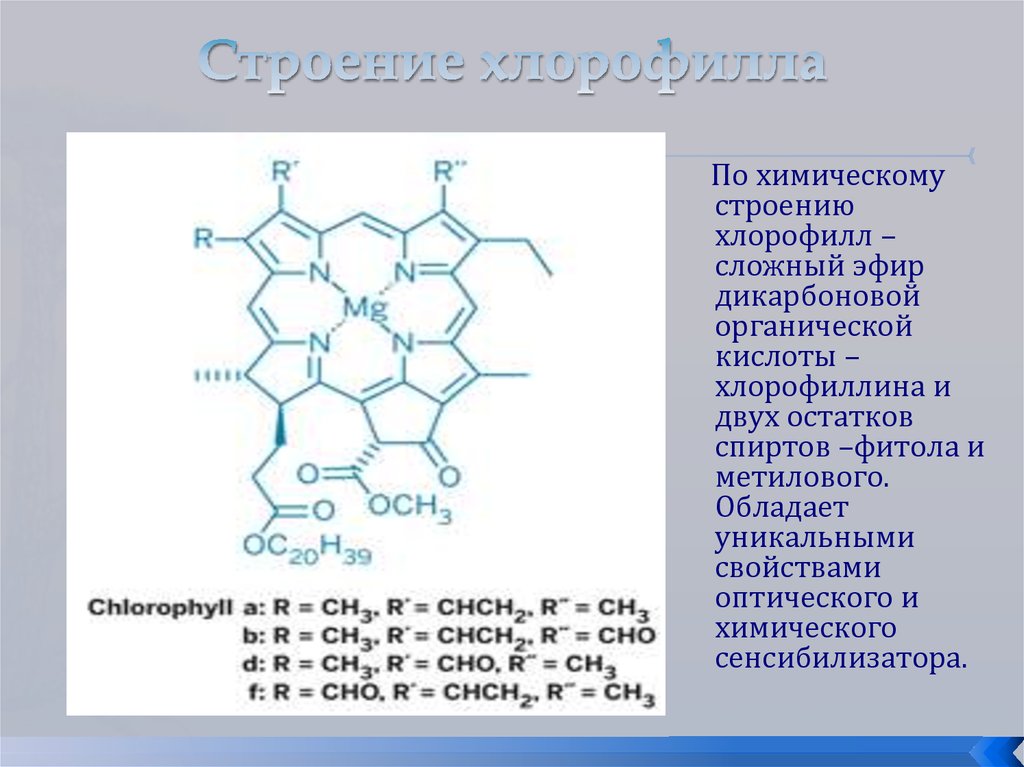 Особенности хлорофилла. Химическое строение хлорофилла. Хлорофилл, его строение, физико-химические свойства. Формула хлорофилла структура. Структура молекулы хлорофилла.
