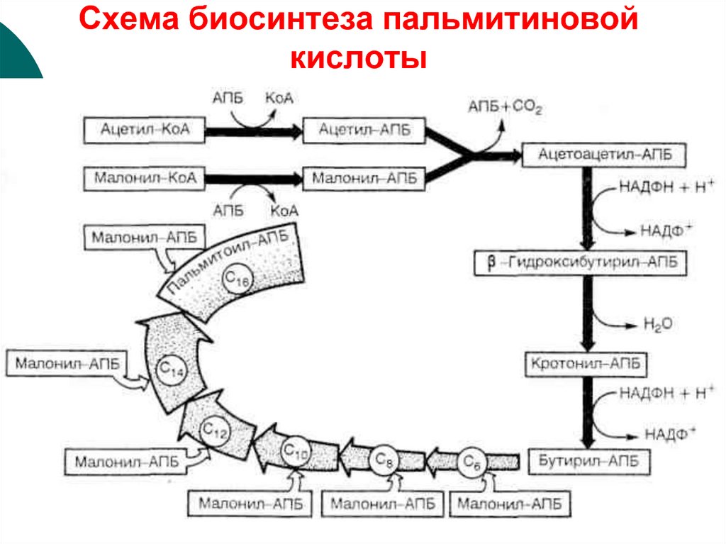 Схема биосинтеза пальмитиновой кислоты