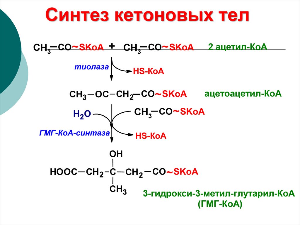 Синтез кетоновых тел