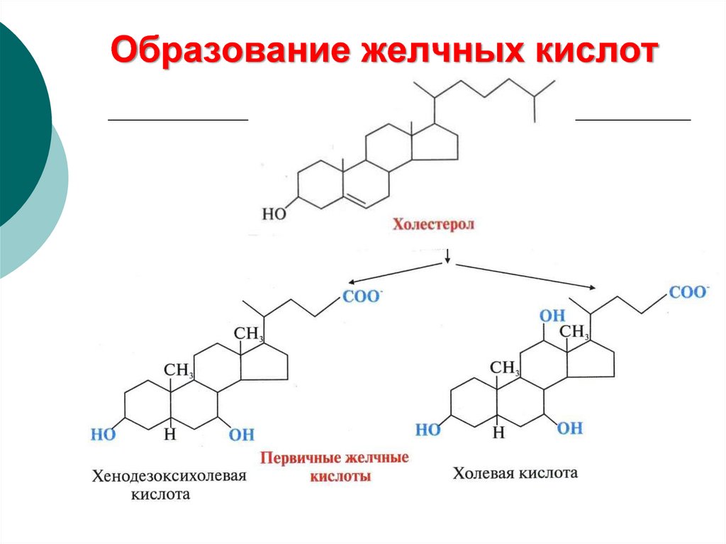 Энтерогепатическая регуляция желчных кислот схема по биохимии