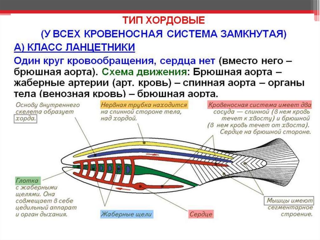 Класс рыбы ланцетники. Тип Хордовые Тип кровеносной системы. Кровеносная система типа хордовых. Схема строения кровеносной системы хордовых. Кровеносная система хордовых животных 7 класс биология рыбы.