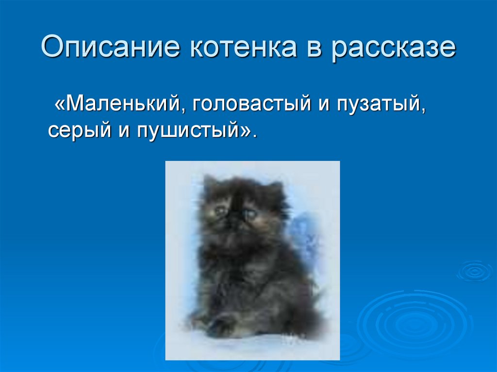 Котенок господа. Описание котенка. Описания котика в рассказе. Рассказ о пушистом котенке. История про маленького котенка.