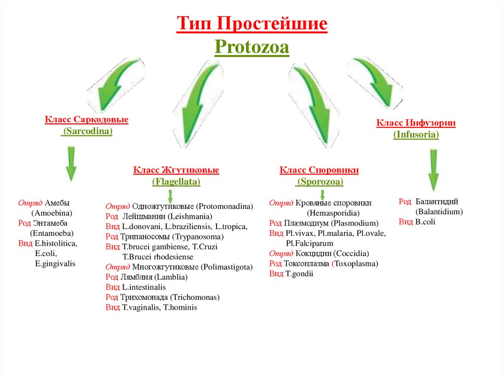 Классификация простейших. Классификация споровиков. Тип простейшие классификация. Классификация и характеристика типа простейших.. Общая характеристика типа protozoa систематика.