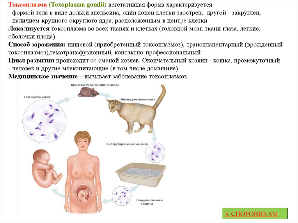 Токсоплазма. Токсоплазма промежуточные хозяева. Токсоплазма человек окончательный хозяин. Токсоплазма окончательный и промежуточный хозяин. Токсоплазма гондии окончательный хозяин.