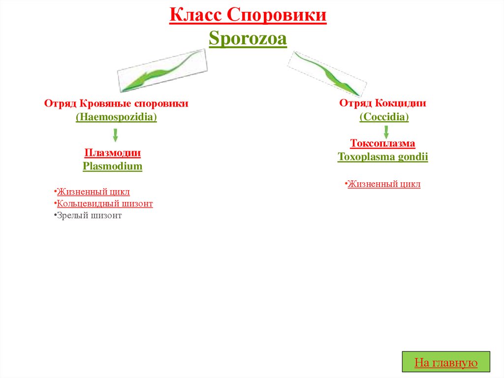 Споровики. Тип Споровики классы систематика. Классификация споровиков. Тип Споровики характеристика. Представители споровиков 7 класс.