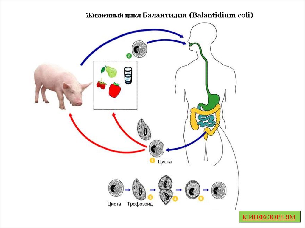 Циста жизненный цикл. Balantidium coli жизненный цикл. Жизненный цикл балантидия кишечного. Жизненный цикл балантидия схема. Цикл развития балантидия схема.