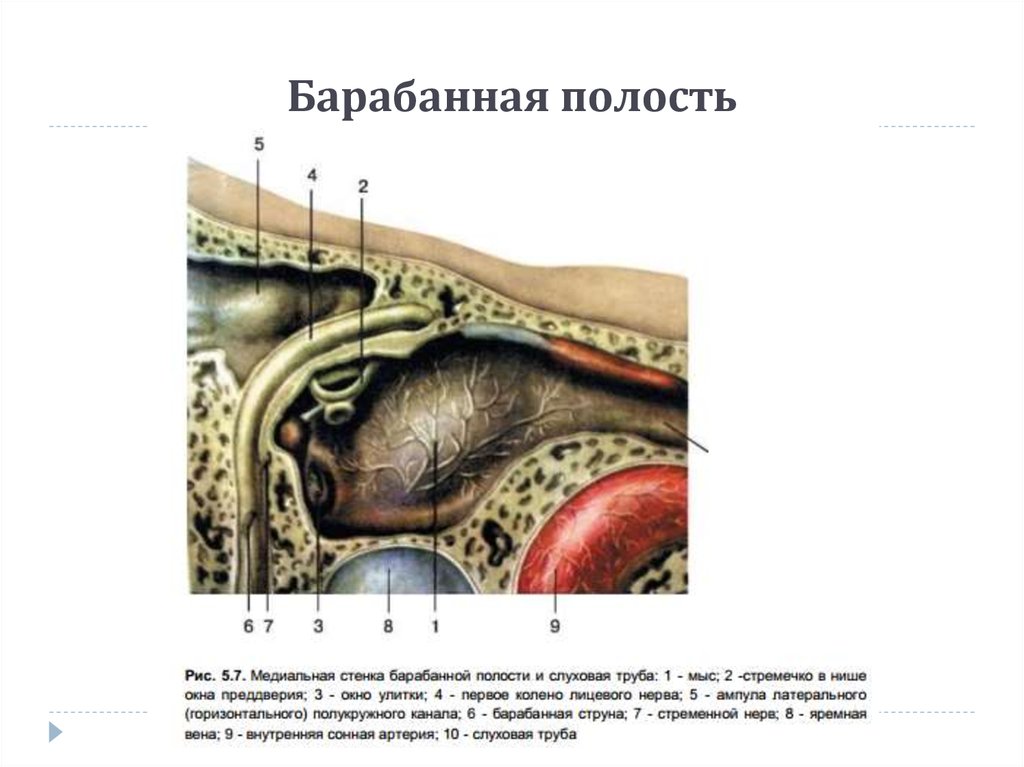 Барабанная полость схема