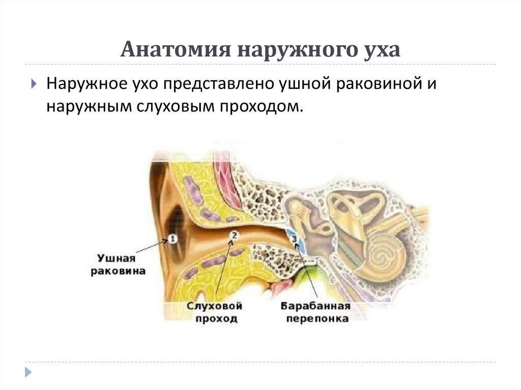 Устройство ушной раковины. Анатомические структуры среднего уха. Анатомия наружного и среднего уха. Строение наружного уха. Анатомиянаружнего уха.