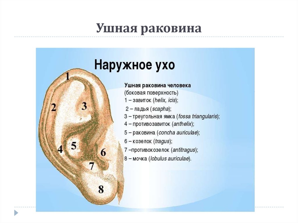 Почему назвали уха. Анатомия ушной раковины уха человека. Наружное ухо (ушная раковина, наружный слуховой проход) строение. Строение уха человека козелок уха. Наружное ухо строение анатомия.