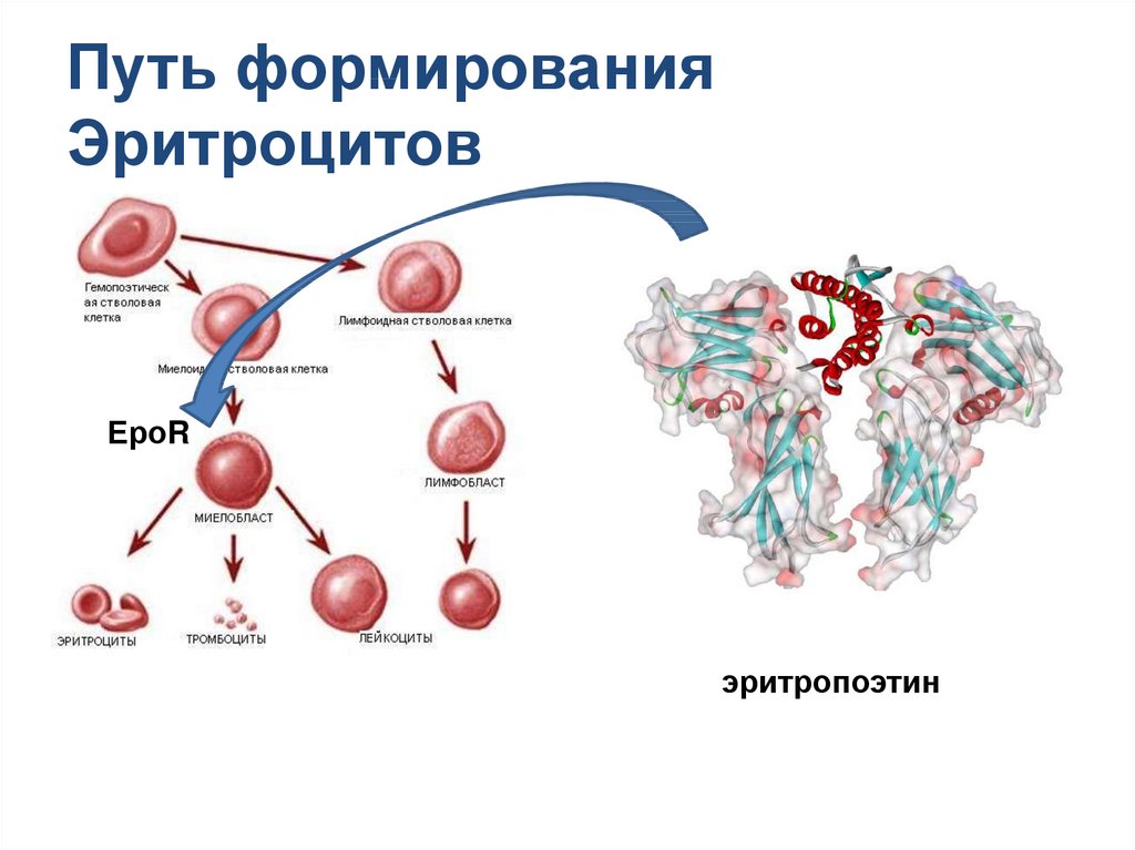 Белимумаб. Формирование эритроцитов. Путь развития эритроцита. Развитие кровяных Телец. Эритроциты обеспечивают формирование антител?.