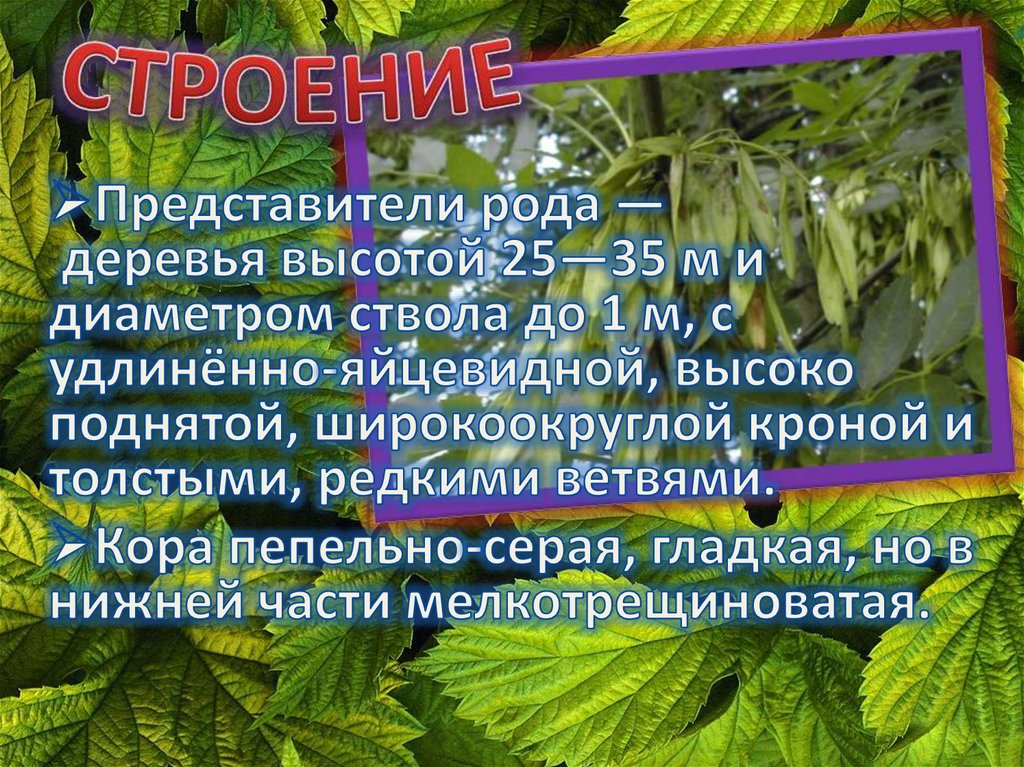 СТРОЕНИЕ