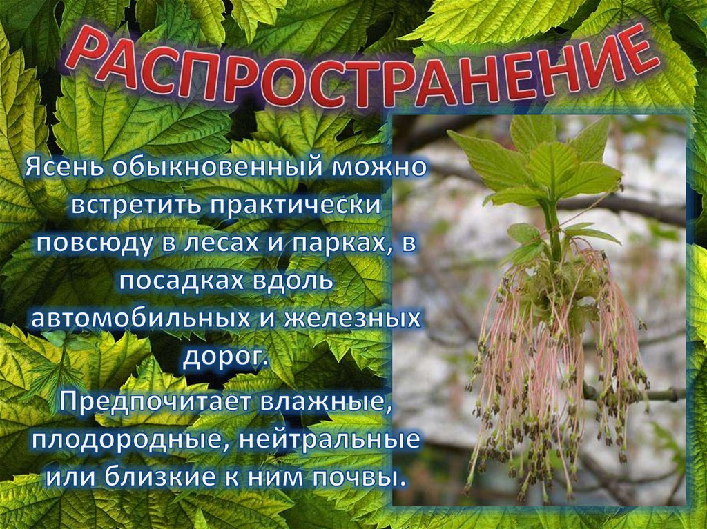 РАСПРОСТРАНЕНИЕ