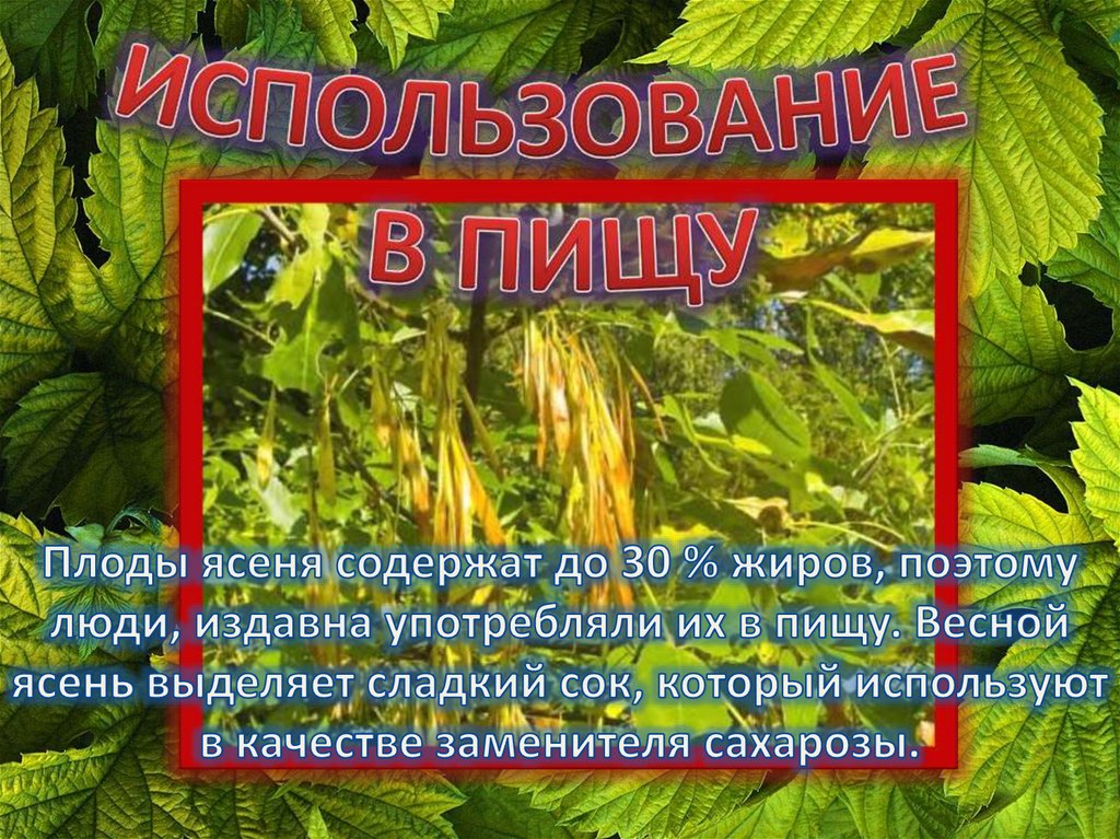 ИСПОЛЬЗОВАНИЕ В ПИЩУ