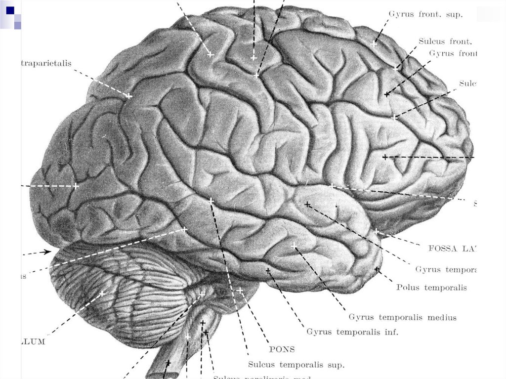 Складчатая поверхность головного мозга. Борозды ВЕРХНЕЛАТЕРАЛЬНОЙ поверхности головного мозга. ВЕРХНЕЛАТЕРАЛЬНОЙ поверхности больших полушарий головного мозга.. Верхнелатеральная поверхность полушария большого мозга. Извилины мозга верхнелатеральная поверхность.