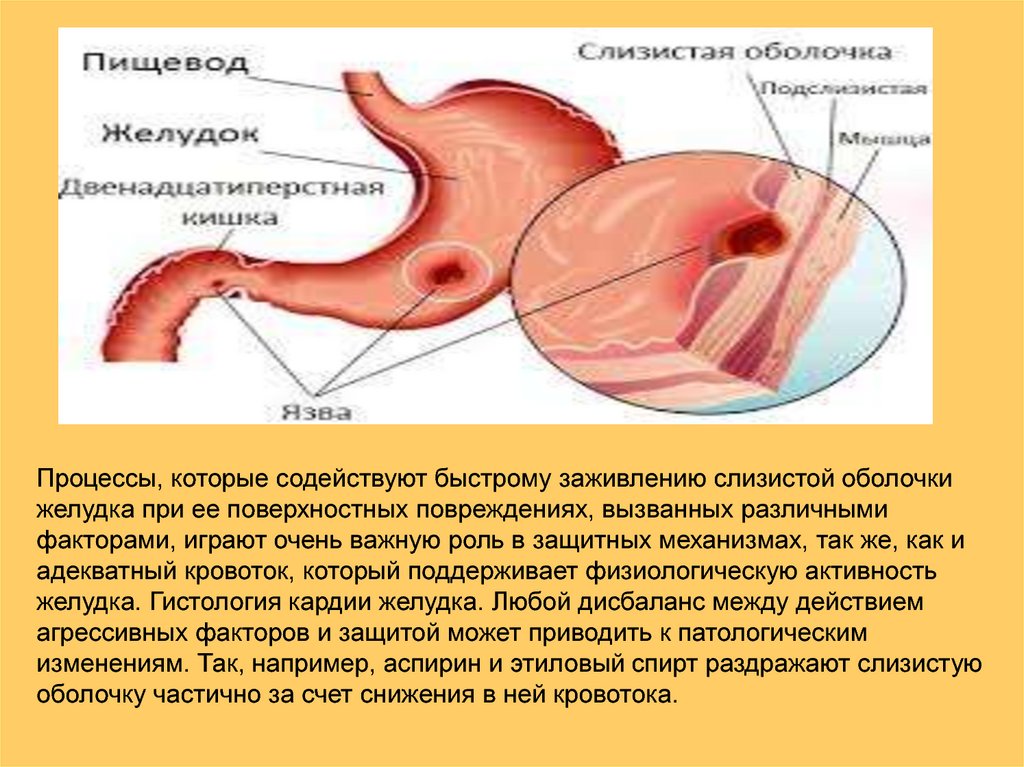 Эндоскопические признаки кардии