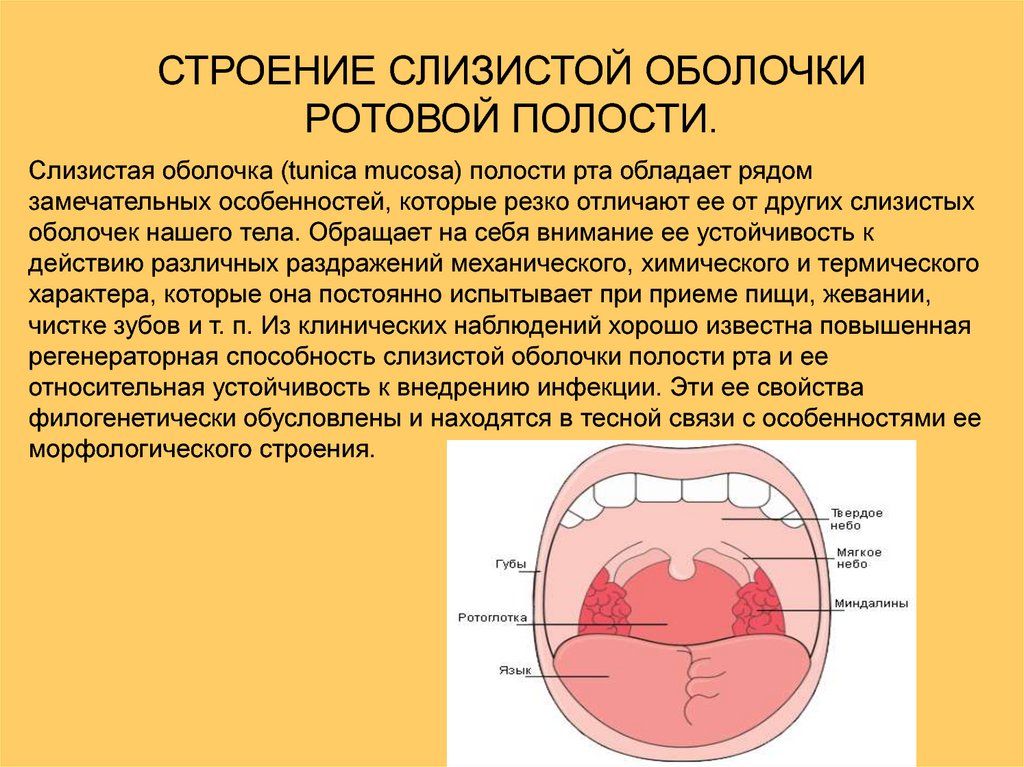 Какие функции выполняет слизистая оболочка. Слизистая ротовой полости. Слизистая оболочка рта. Слизистые оболочки полости рта. Слизистая оболочка полости рта строение.