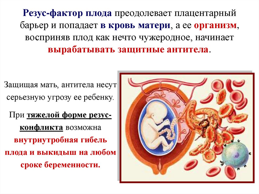 Резус фактор плода по крови матери