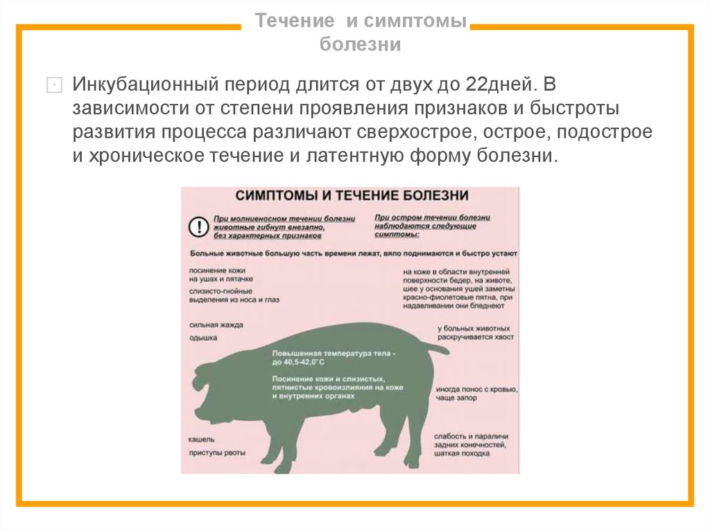 Приказ свиньи. Инструментальный метод диагностики свиньей. Африканская чума свиней симптомы. Заболевание свиней чума симптомы.