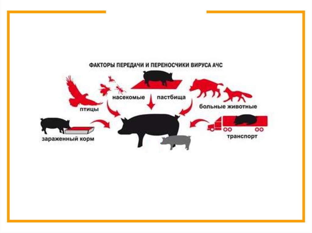 Чума факторы. АЧС свиней пути передачи. Эпизоотология африканской чумы свиней. Пути передачи классической чумы свиней.