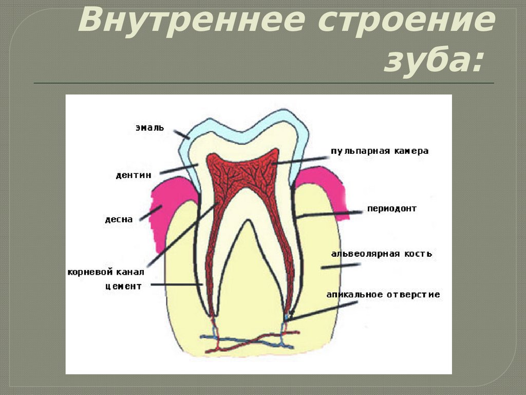Схема десен. Строение зуба человека надкостница. Строение зуба анатомия части. Строени ЕЗКБА. Внутреннее строение зуба.