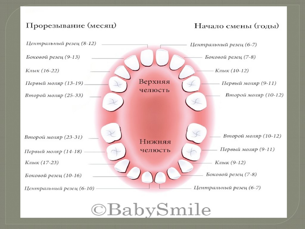 Зубы восьмерки это какие. Зубы по счету. Номера зубов. Двухканальные и трехканальные зубы. Одноканальные зубы.