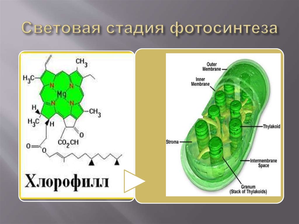 Фотосинтез происходит в клетках содержащих хлорофилл. Хлорофилл фотосинтез. Световая стадия фотосинтеза. Хлорофилл рисунок. Хлорофилл с подписями.