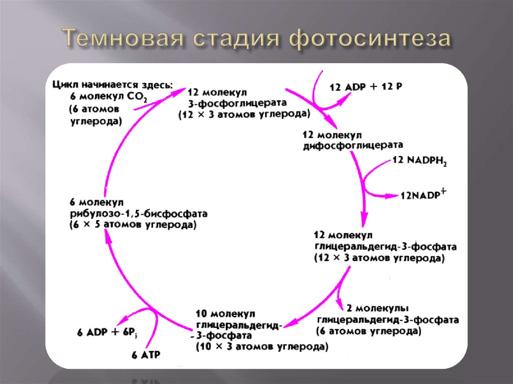 Сам путь фотосинтеза схема