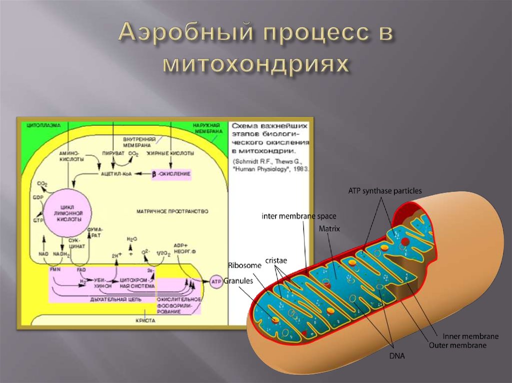 Клеточное дыхание в митохондриях