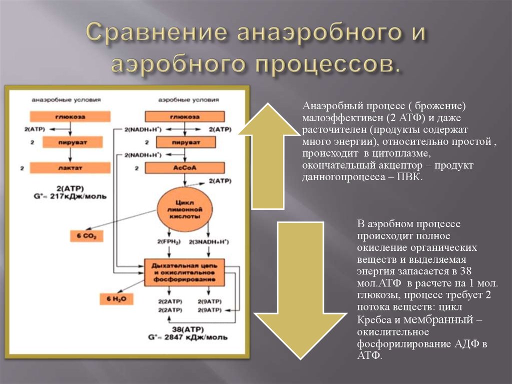 Процесс получения организмами веществ энергии