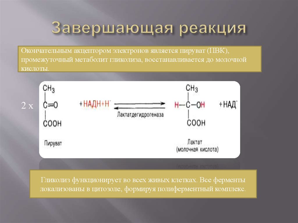 Конечный акцептор электронов. ПВК пируват. Пируват в лактат реакция. Реакция образования молочной кислоты. Пируват в молочную кислоту.