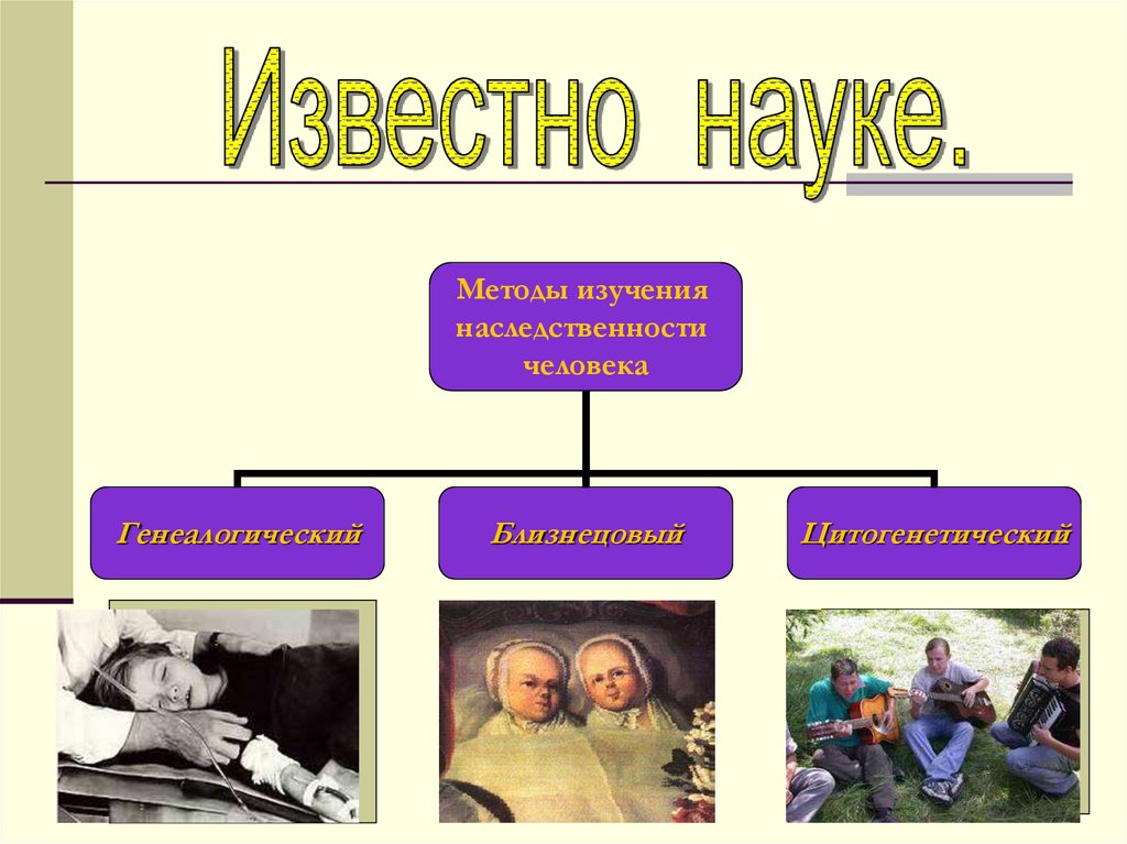 Генетика человека презентация 11 класс