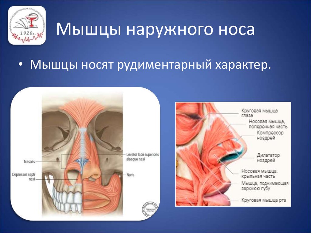 Снаружи носа