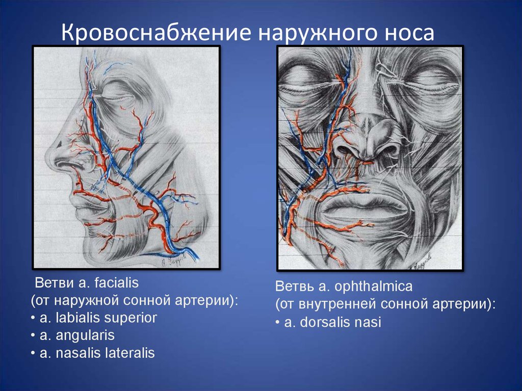 Кровоснабжение носа презентация