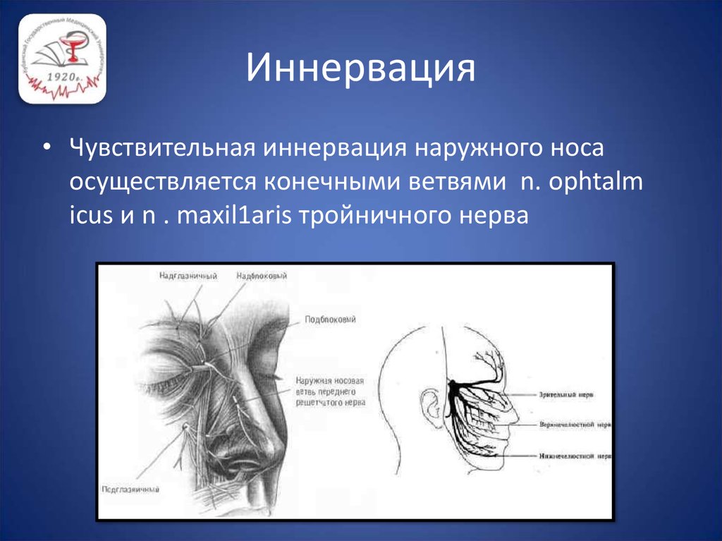 Снаружи носа. Иннервация носа анатомия. Иннервация наружного носа. Чувствительная иннервация наружного носа. Кровоснабжение и иннервация наружного носа.