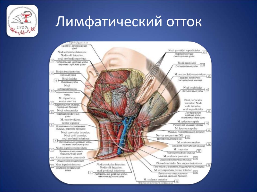 Отток лимфы. Лимфатический отток. Лимфатический отток от зубов. Отток лимфы от глаз схема. Отток лимфы от полости рта.