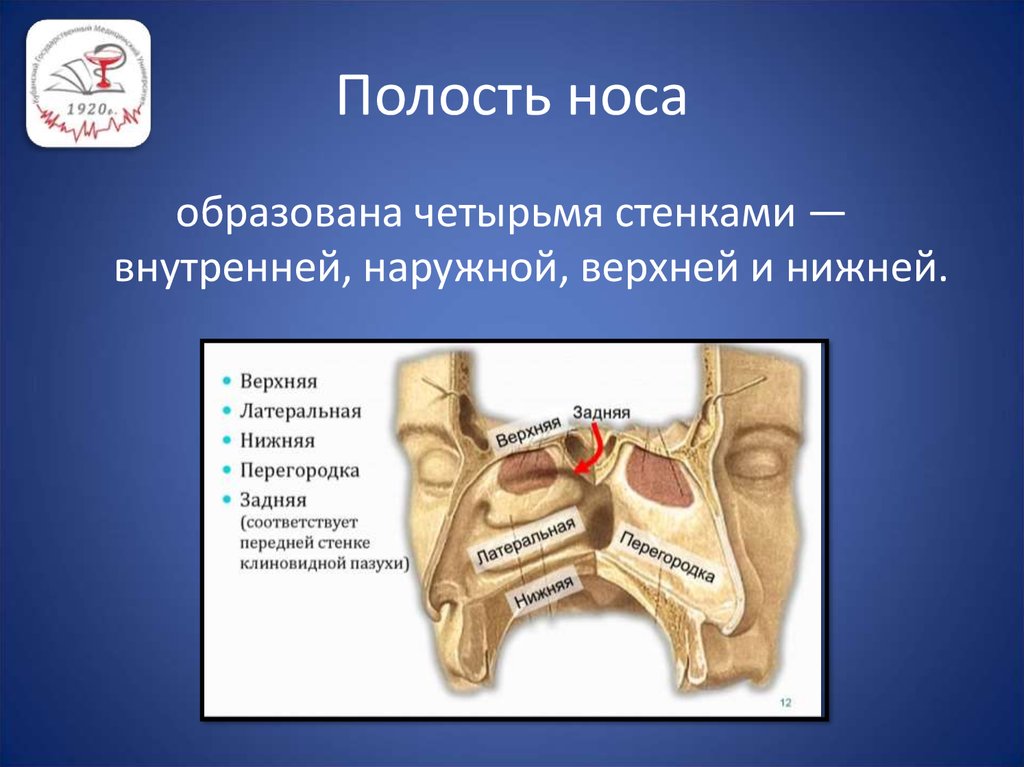 Полость носа имеет