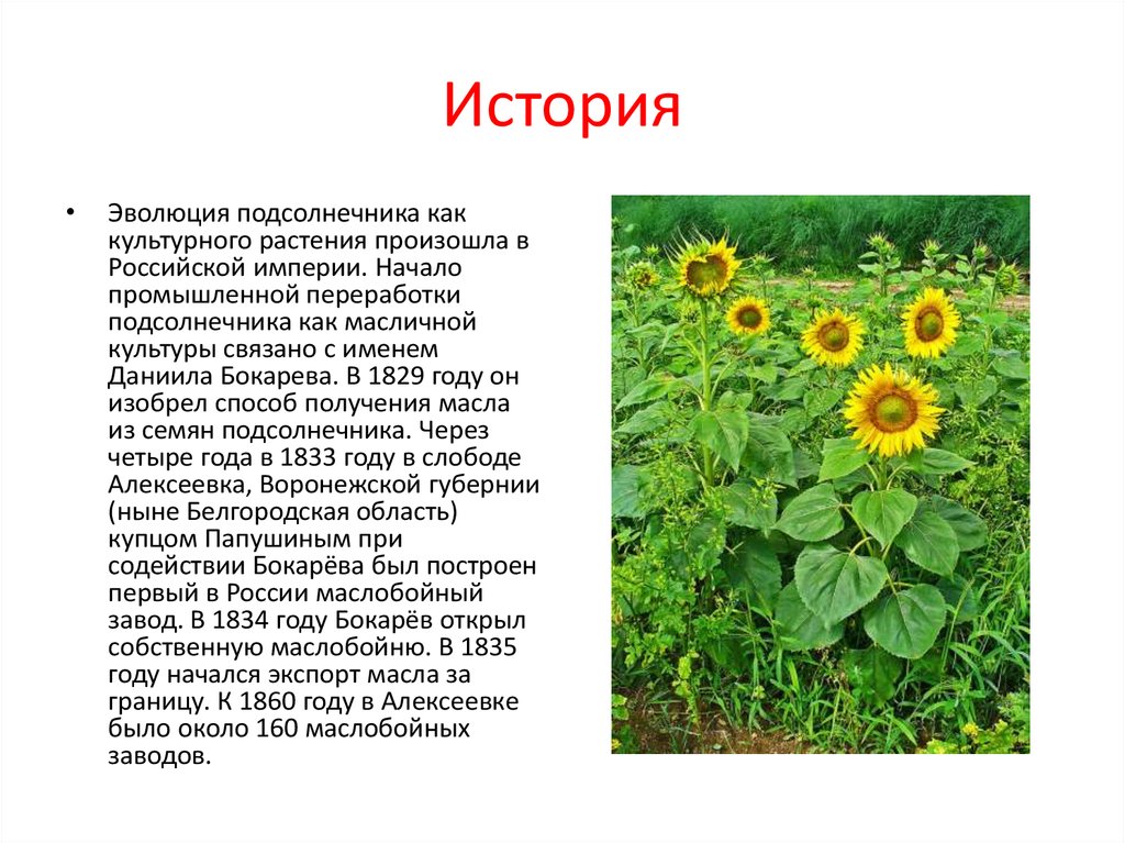 Знаешь ли ты культурные растения 3 класс. Культурное растение подсолнечник. Информация о подсолнухе. Рассказ о культурном растении. Доклад про подсолнечник.