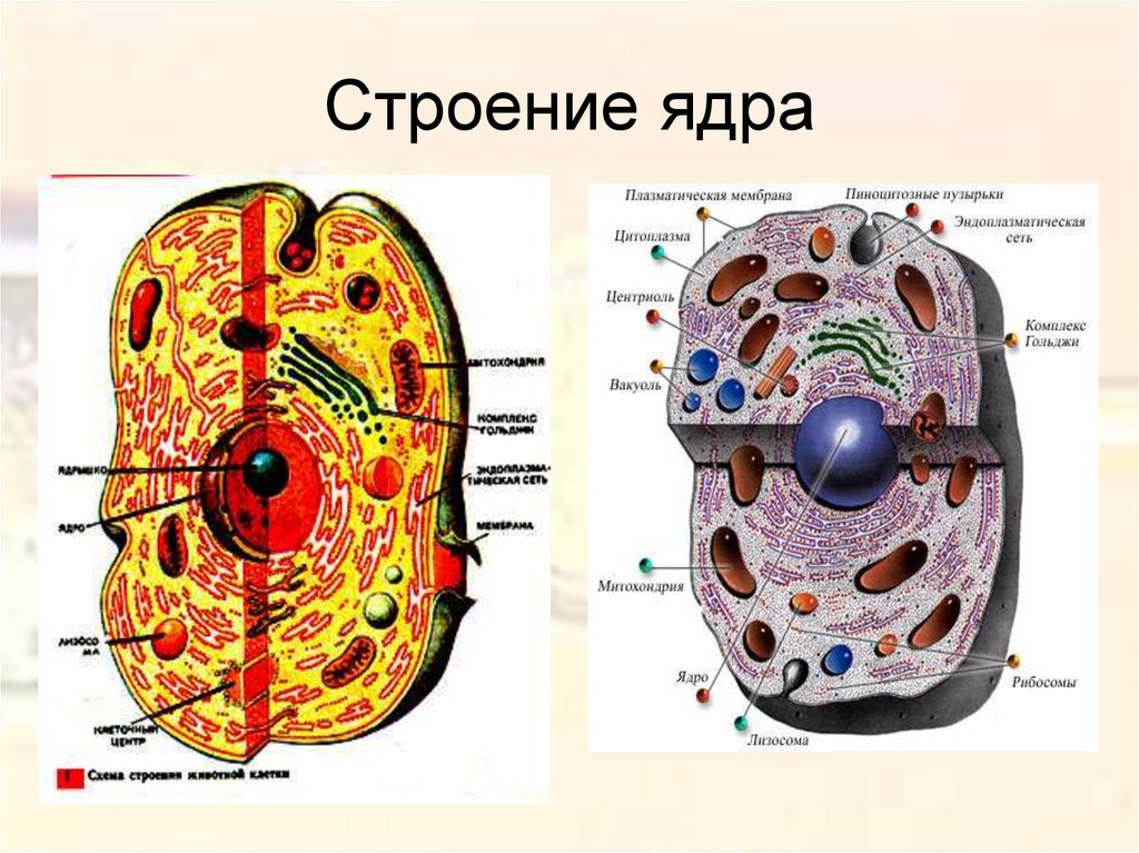 Ядро процесс биология. Строение ядра. Строение ядра клетки. Строение клетки ядерных организмов. Ядро схема.