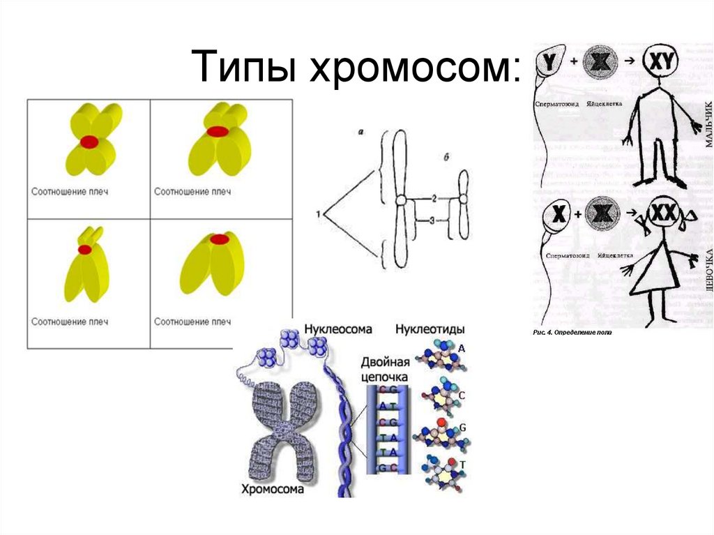 Удвоение хромосом какая мутация. Типы хромосом. Удвоенная хромосома. Двойная хромосома.