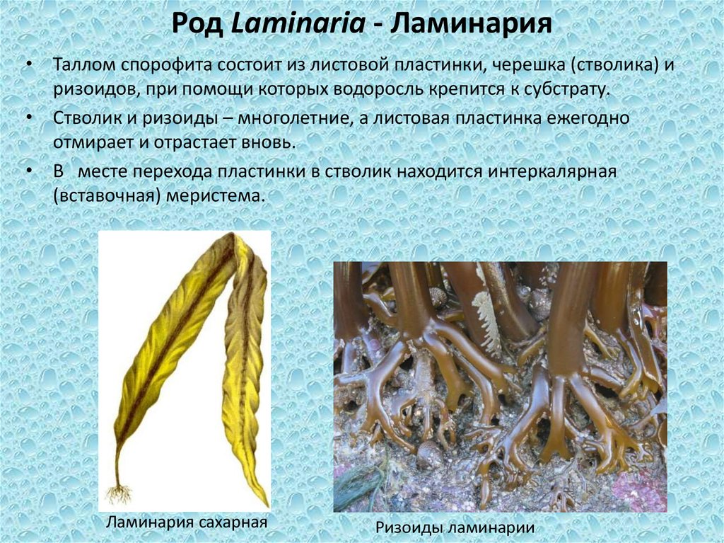 Виды ламинарии. Строение таллома ламинарии. Бурые водоросли ламинария таллом. Ламинария сахаристая строение. Строение таллома бурых водорослей.