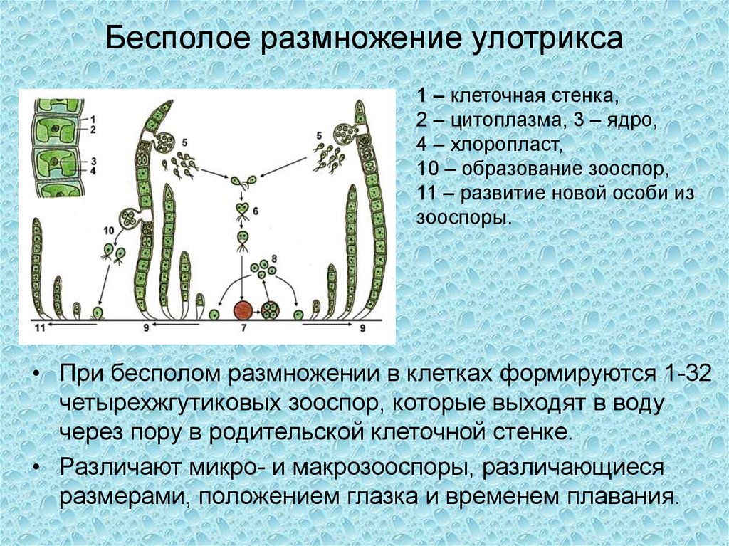 Стадии жизненного цикла зеленых водорослей. Строение улотрикса 6 класс биология. Жизненный цикл улотрикса. Вегетативное размножение улотрикса. Размножение водоросли улотриксы.