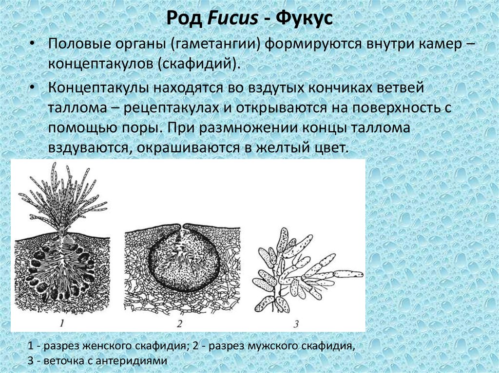 Дифференциация таллома водорослей